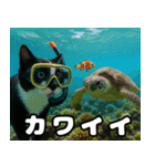 仲良し三匹 記念写真編（個別スタンプ：26）