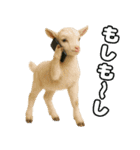 仲良し三匹 記念写真編（個別スタンプ：31）