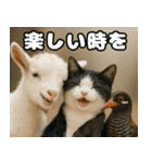 仲良し三匹 記念写真編（個別スタンプ：36）
