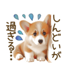 ネガティブなコーギーのスタンプ✿.•（個別スタンプ：10）