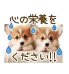 ネガティブなコーギーのスタンプ✿.•（個別スタンプ：12）