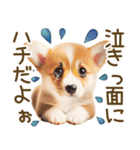 ネガティブなコーギーのスタンプ✿.•（個別スタンプ：13）