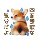 ネガティブなコーギーのスタンプ✿.•（個別スタンプ：17）