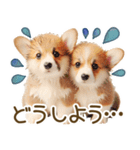 ネガティブなコーギーのスタンプ✿.•（個別スタンプ：21）