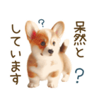 ネガティブなコーギーのスタンプ✿.•（個別スタンプ：26）
