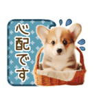 ネガティブなコーギーのスタンプ✿.•（個別スタンプ：29）