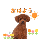 チョコちゃんの可愛いスタンプです！！（個別スタンプ：3）