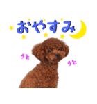 チョコちゃんの可愛いスタンプです！！（個別スタンプ：4）