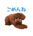 チョコちゃんの可愛いスタンプです！！（個別スタンプ：9）