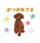チョコちゃんの可愛いスタンプです！！（個別スタンプ：10）