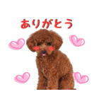 チョコちゃんの可愛いスタンプです！！（個別スタンプ：11）