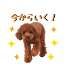 チョコちゃんの可愛いスタンプです！！（個別スタンプ：13）