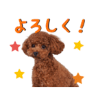 チョコちゃんの可愛いスタンプです！！（個別スタンプ：14）