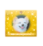 ぽめちわマルンちゃま☆（個別スタンプ：1）