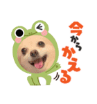 ぽめちわマルンちゃま☆（個別スタンプ：4）