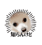 ぽめちわマルンちゃま☆（個別スタンプ：6）