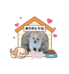 ぽめちわマルンちゃま☆（個別スタンプ：7）