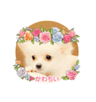 ぽめちわマルンちゃま☆（個別スタンプ：8）