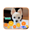 ぽめちわマルンちゃま☆（個別スタンプ：10）