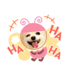 ぽめちわマルンちゃま☆（個別スタンプ：12）