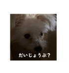 ロコです！！（個別スタンプ：9）