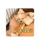 ロコです！！（個別スタンプ：13）