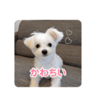 ロコです！！（個別スタンプ：16）