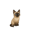 シャム猫（シャムねこ）（個別スタンプ：1）