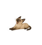 シャム猫（シャムねこ）（個別スタンプ：2）