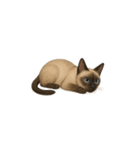 シャム猫（シャムねこ）（個別スタンプ：3）