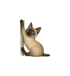 シャム猫（シャムねこ）（個別スタンプ：5）