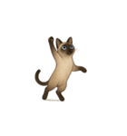 シャム猫（シャムねこ）（個別スタンプ：8）