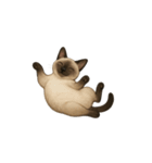 シャム猫（シャムねこ）（個別スタンプ：9）