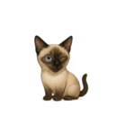 シャム猫（シャムねこ）（個別スタンプ：13）