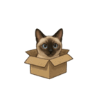 シャム猫（シャムねこ）（個別スタンプ：24）