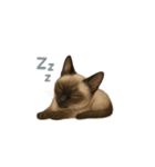 シャム猫（シャムねこ）（個別スタンプ：38）