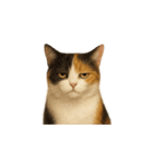 三毛猫（みけねこ / Mike-neko）（個別スタンプ：17）