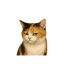 三毛猫（みけねこ / Mike-neko）（個別スタンプ：19）