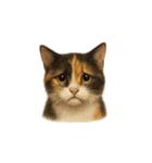 三毛猫（みけねこ / Mike-neko）（個別スタンプ：21）