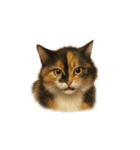 三毛猫（みけねこ / Mike-neko）（個別スタンプ：23）