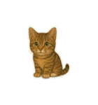 トラ猫（とらねこ Tora-neko)（個別スタンプ：2）