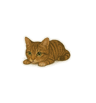 トラ猫（とらねこ Tora-neko)（個別スタンプ：3）
