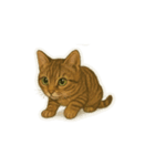 トラ猫（とらねこ Tora-neko)（個別スタンプ：4）
