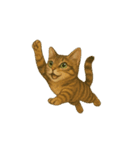 トラ猫（とらねこ Tora-neko)（個別スタンプ：5）