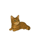 トラ猫（とらねこ Tora-neko)（個別スタンプ：20）