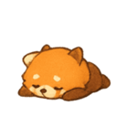 あかいレッサーパンダPandiのまいにち（個別スタンプ：5）