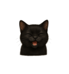 黒猫（くろねこ / Kuro-neko）（個別スタンプ：1）