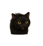 黒猫（くろねこ / Kuro-neko）（個別スタンプ：2）