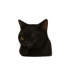 黒猫（くろねこ / Kuro-neko）（個別スタンプ：3）