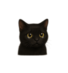 黒猫（くろねこ / Kuro-neko）（個別スタンプ：4）
